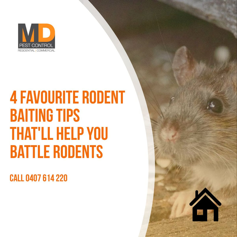 4 Favourite Rodent Baiting Tips That'll Help You Battle Rodents